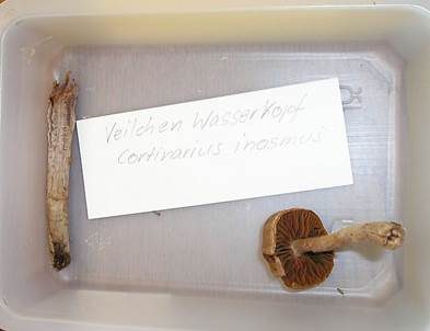 Veilchen Wasserkopf, Foto 4