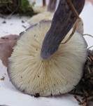 Veilchenblauer Schönkopf, Foto 12