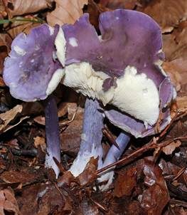 Veilchenblauer Schönkopf, Foto 4