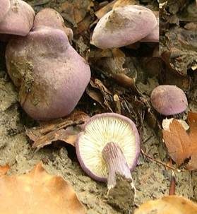 Veilchenblauer Schönkopf, Foto 5