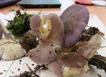 Veilchenblauer Schönkopf, Foto 8