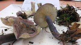 Veilchenblauer Schönkopf, Foto 9