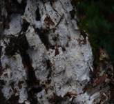 Veränderliche Gewebehaut, Foto 12