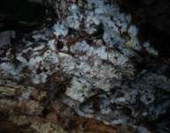 Veränderliche Gewebehaut, Foto 16