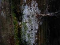 Veränderliche Gewebehaut, Foto 18