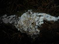 Veränderliche Gewebehaut, Foto 7