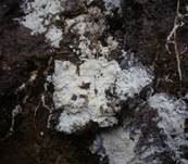 Veränderliche Gewebehaut, Foto 11