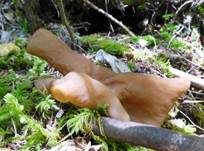Veränderliche Lorchel, Foto 6
