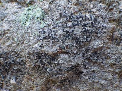 Veränderliche Zeichenflechte, Foto 3