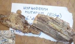 Veränderlicher Rindenpilz, Foto 5