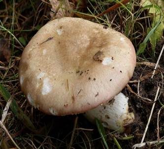 Verblassender Täubling, Foto 3
