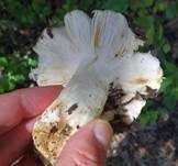 Verblassender Täubling, Foto 15
