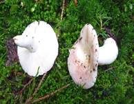Verblassender Täubling, Foto 16