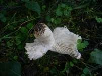Verblassender Täubling, Foto 21