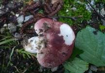 Verblassender Täubling, Foto 22