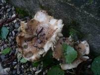 Verblassender Täubling, Foto 23