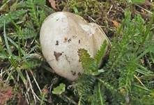 Verblassender Täubling, Foto 6