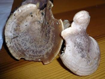 Verbogener Milchling, Foto 3