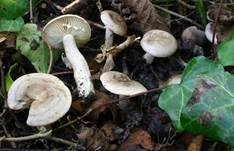 Verbogener Milchling, Foto 15