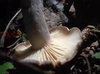 Verbogener Milchling, Foto 11