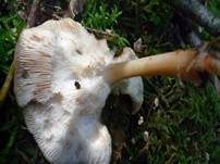 Verdrehter Rübling, Foto 12