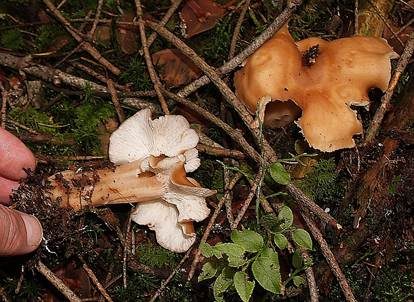 Verdrehter Rübling, Foto 4