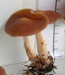 Verdrehter Rübling, Foto 23