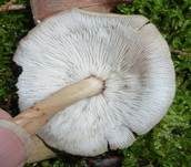 Verdrehter Rübling, Foto 30
