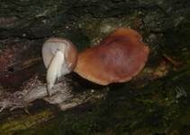 Verdrehter Rübling, Foto 34