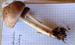 Verdrehter Rübling, Foto 35