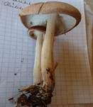 Verdrehter Rübling, Foto 37