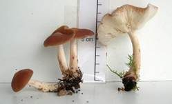 Verdrehter Rübling, Foto 7
