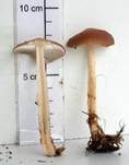 Verdrehter Rübling, Foto 8