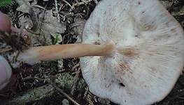 Verdrehter Rübling, Foto 11