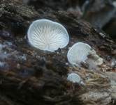 Verdrehtes Stummelfüßchen, Foto 13
