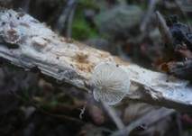 Verdrehtes Stummelfüßchen, Foto 14