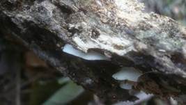 Verdrehtes Stummelfüßchen, Foto 15