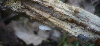 Verdrehtes Stummelfüßchen, Foto 16