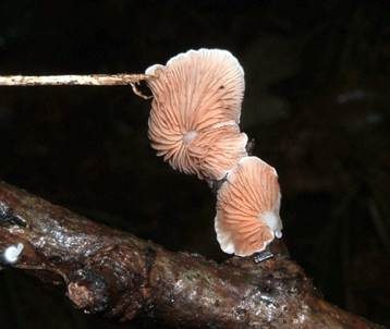 Verdrehtes Stummelfüßchen, Foto 4