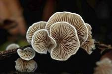 Verdrehtes Stummelfüßchen, Foto 6