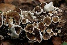 Verdrehtes Stummelfüßchen, Foto 7