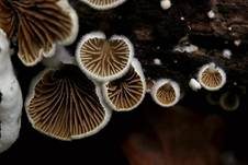 Verdrehtes Stummelfüßchen, Foto 8