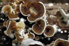 Verdrehtes Stummelfüßchen, Foto 9