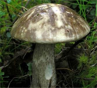 Verschiedenfarbener Raufußröhrling, Foto 2
