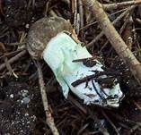 Verschiedenfarbener Raufußröhrling, Foto 26