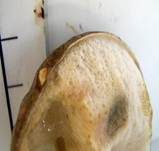 Verschiedenfarbener Raufußröhrling, Foto 28