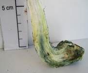Verschiedenfarbener Raufußröhrling, Foto 33