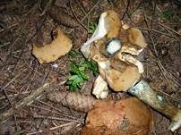 Verschiedenfarbener Raufußröhrling, Foto 34