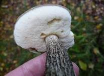 Verschiedenfarbener Raufußröhrling, Foto 10