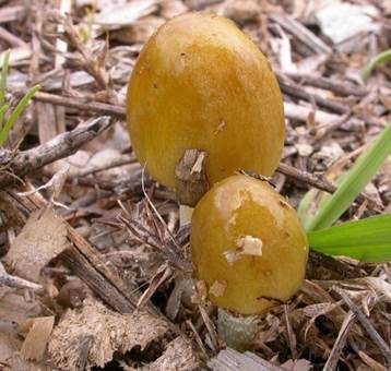 Verschiedenfarbiger Mistpilz, Foto 2